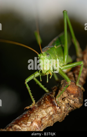 Great green bush cricket (wart-biter) (Lat. Decticus verrucivorus), Sweden Stock Photo