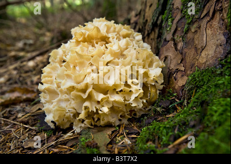 Sparassis Crispa Cauliflower Mushroom krause glucke tree coral floret Stock Photo