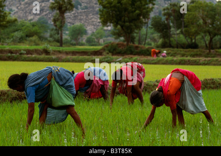 India, Tamil Nadu, Gingee. Village women tend rice paddies near Gingee fort Stock Photo