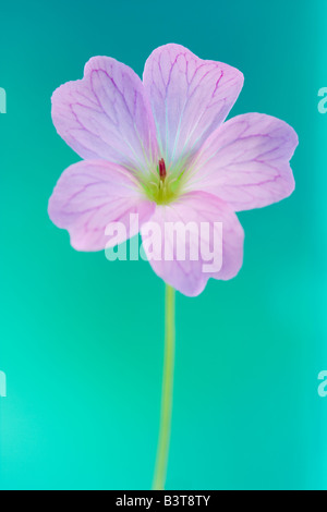 Portrait of a Pink or Lilac Geranium Flower gainst a Green Blue or Turquoise Background Stock Photo