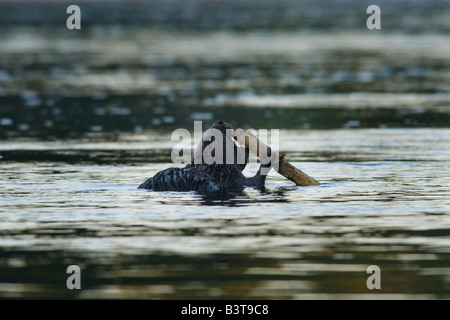 European Beaver (Castor Fiber) Feeding In A River, Sweden. Stock Photo