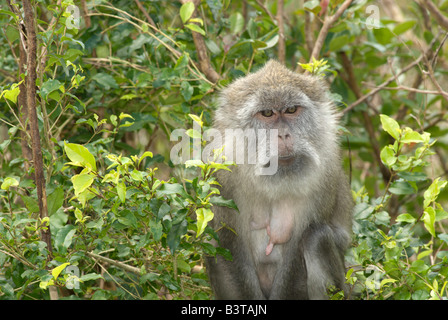 Mauritius, Grand Bassin. Macaque monkey, Macaca fascicularis at the sacred Hindu site, Ganga talao. Stock Photo