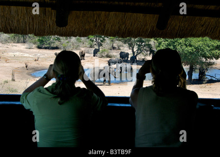 Africa, South Africa, KwaZulu Natal, Westville, Tembe Elephant Park, tourists viewing elephants from hide, (RF) (MR) Stock Photo