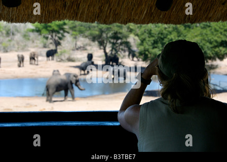 Africa, South Africa, KwaZulu Natal, Westville, Tembe Elephant Park, tourists viewing elephants from hide, (MR) Stock Photo