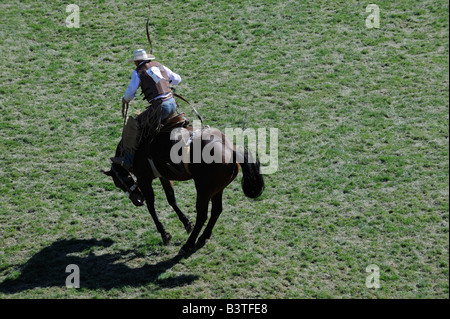 American professional Cowboy riding bucking saddle bronco in grass covered rodeo arena wild ride tough wiley horse dificultf Stock Photo