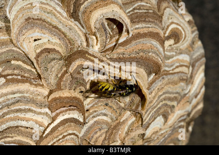 Common Wasp Vespula vulgaris building nest Oxfordshire UK Stock Photo
