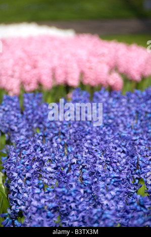 Netherlands (aka Holland), Lisse. Keukenhof Gardens, the world's largest bulb flower park. Blue, pink & white hyacinths. Stock Photo