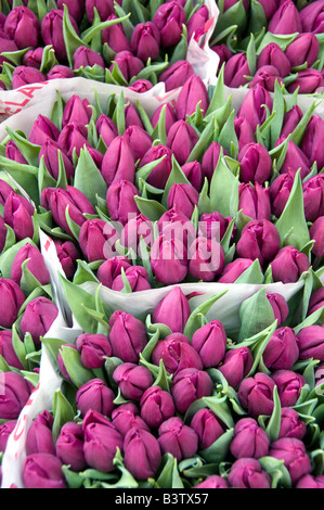 The Netherlands (aka Holland), Amsterdam. Bloemenmark. Amsterdam's last remaining floating market along the Amstel River. Stock Photo