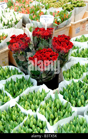 Netherlands (aka Holland), Amsterdam. Bloemenmark (aka floating flower market). Happy Hour roses & cut tulips for sale. Stock Photo