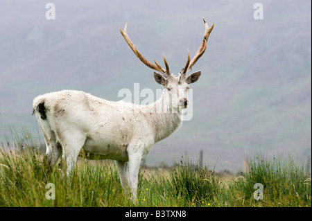 Albino Red Deer Cervus elaphus stag on moorland Scotland Stock Photo