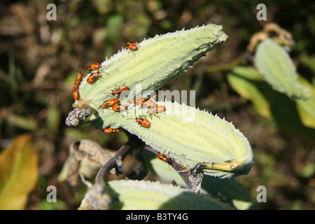 Nymph of Large Milkweed Bug (Oncopeltus fasciatus) on milkweed (Asclepias) seed pods. Stock Photo