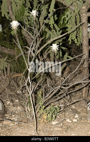 Night Blooming Cereus Peniocereus greggii Tucson Arizona United States 6 June Flowers Cactaceae Stock Photo