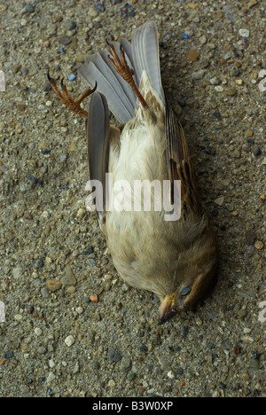 dead sparrow Stock Photo: 145511753 - Alamy