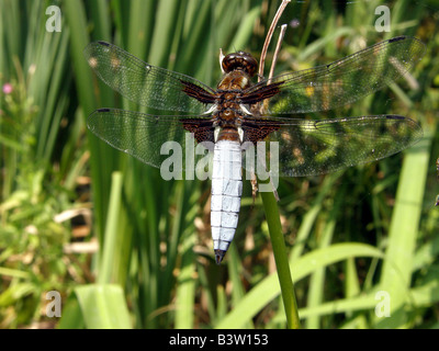 Scarce Chaser (libellula fulva) dragonfly in the Archduke's gardens, Arco, Gard,a Italy Stock Photo