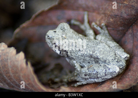 Gray Tree Frog hiding, Hyla versicolor Stock Photo