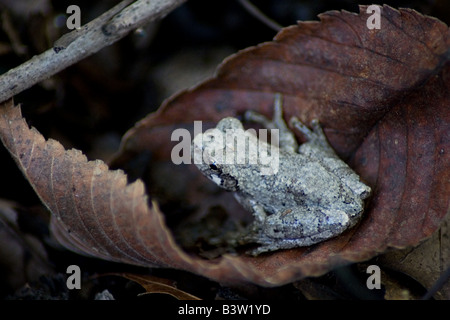 Gray Tree Frog hiding, Hyla versicolor Stock Photo