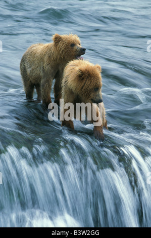 Brown Bears (Ursus arctos) Two cubs waiting for fishing mother, Brooks Falls, Katmai National Park, Alaska Stock Photo