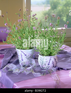 lavender in flowerpots Stock Photo