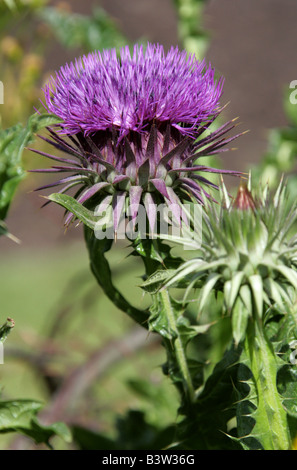 Thistle, Scolymus sp., Asteraceae Stock Photo