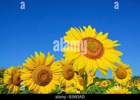 sunflower on blue sky background Stock Photo