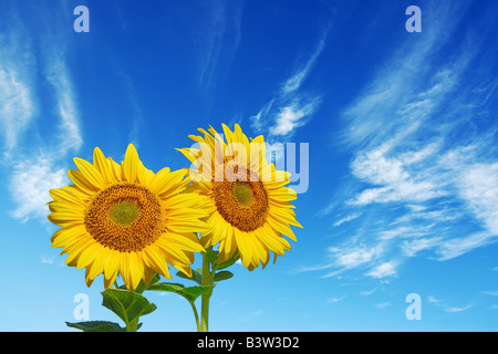 sunflower on blue sky background Stock Photo