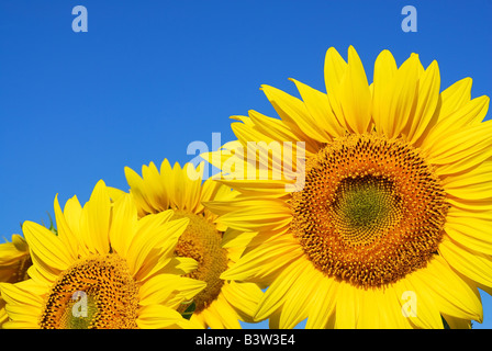 sunflower on blue sky background Stock Photo