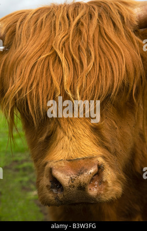 Highland cow in Pollok Park, Glasgow Stock Photo