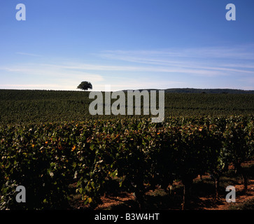 Vineyard Appelation Cahors, near The River Lot, Dordogne and Lot Region France Stock Photo