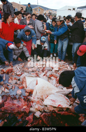 Inuit (Eskimo) people collect shares of Beluga whale meat in arctic village of Pangnirtung, Baffin Island, Nunavut, Canada Stock Photo