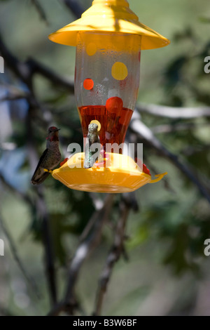 Two male humming Birds face off over control of the feeder Stock Photo