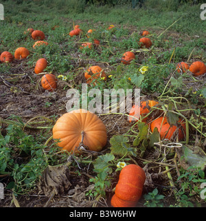 Buttercup squashes / Cucurbita maxima Stock Photo