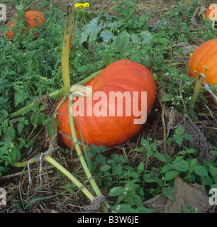 Buttercup squashes / Cucurbita maxima Stock Photo