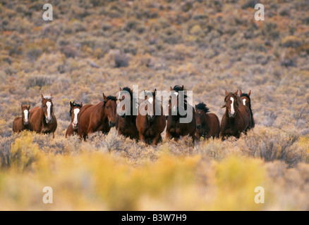 Herd of wild horses galloping, high desert. Stock Photo