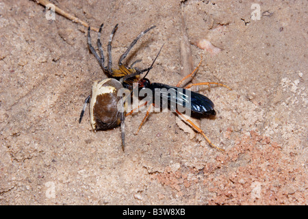 Spider hunting wasp Pompilidae dragging a large orb web spider Megaraneus gabonensis to her burrow in rainforest Ghana Stock Photo