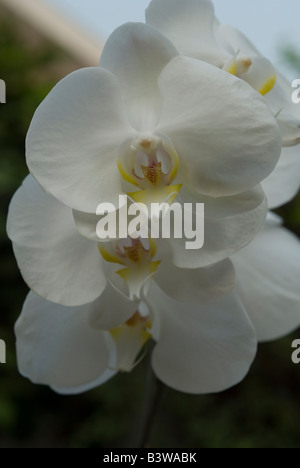 One of the popular flower at Indonesia and become one of Indonesian National Flower Stock Photo