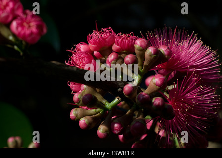 The flower of Syzygium samarangense or Eugenia javanica is a species in the Myrtaceae, native fruit of Indonesia Stock Photo