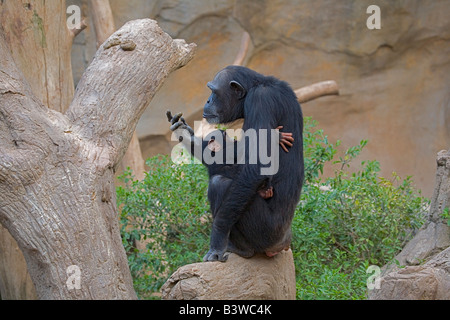 Nursing chimp with baby in tree Stock Photo