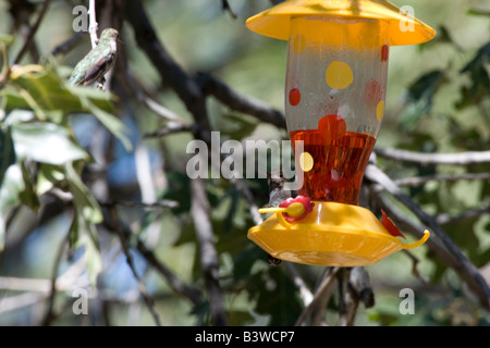 Two male humming Birds face off over control of the feeder Stock Photo