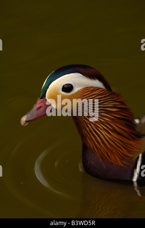 Mandarin Duck (Aix galericulata) Slimbridge Wildfowl and Wetlands Trust SW England Stock Photo