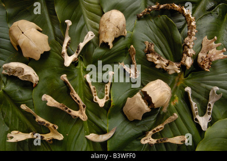 Regurgitadted bones from harpy eagle nest. (Harpia harpyja). Ecuador, South America Stock Photo