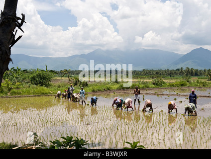 Local female farmers transplanting young rice seedlings by hand in plowed and fertilized paddy in scenic agricultural farmland. Stock Photo