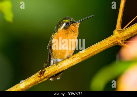 South America, Costa Rica, San Gerardo de Dota, Rio Savegre. Front view of female white-throated mountain-gem hummingbird. Stock Photo