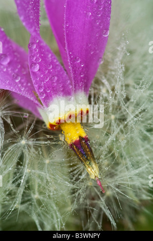USA, Alaska, Inside Passage. Macro of shooting star flower on dandelion seeds. Stock Photo