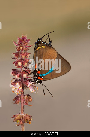 Great Purple Hairstreak Atlides halesus (Cramer, 1777