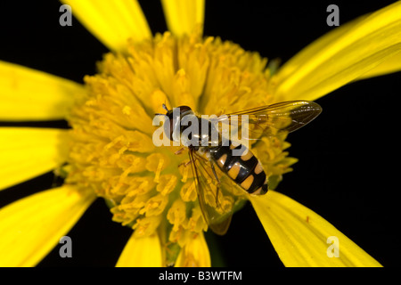 Hover fly (family Syrphidae) on a daisy flower, south coast of New South Wales, Australia. Stock Photo