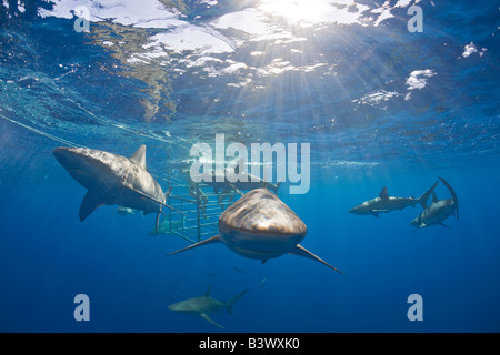 Galapagos Sharks Carcharhinus galapagensis Oahu Pacific Ocean Hawaii USA Stock Photo