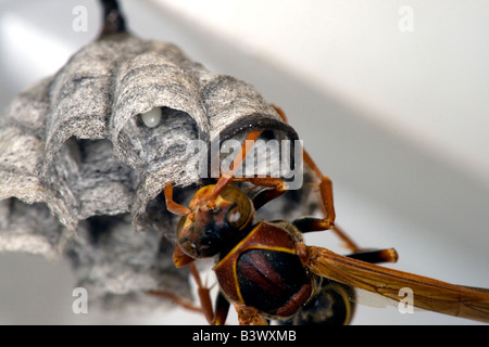 Common paper wasp (Polistes humilis) queen builds nest using paper made by chewing plant material with saliva. Eggs in nest. Stock Photo