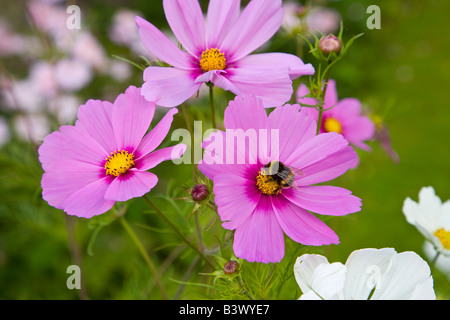 bee on cosmos flowers Stock Photo