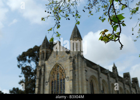 Spring growth on tree branches, with gothic cathedral in background Stock Photo