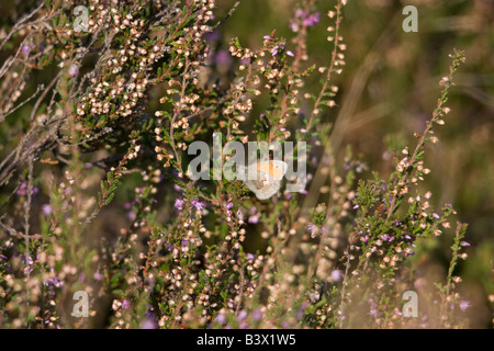 A resting grayling (Hipparchia semele) sitting on a flowering heather plant Ede the Netherlands September 2008 Stock Photo